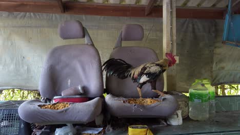Rooster-In-An-Open-Storeroom-With-Ripped-Car-Seats---wide-shot