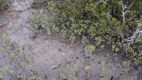 drone-spining-shot-to-show-the-close-up-of-the-wetland