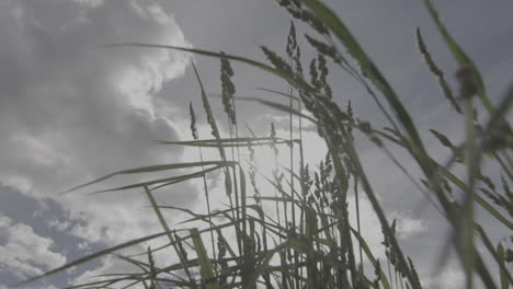 Grass-stems-swayed-by-wind-against-sunlit-sky-with-fluffy-clouds