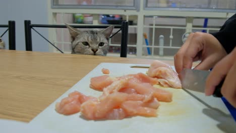 Cute-kitty-hungry-for-a-slice-of-fresh-chicken-meat