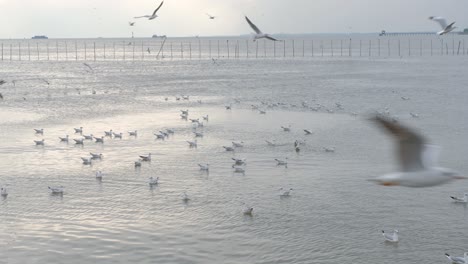 Active-Sea-Gulls-Feeding-And-Fighting-For-Food-On-Tranquil-Ocean-Water-During-Sunset-In-Thailand