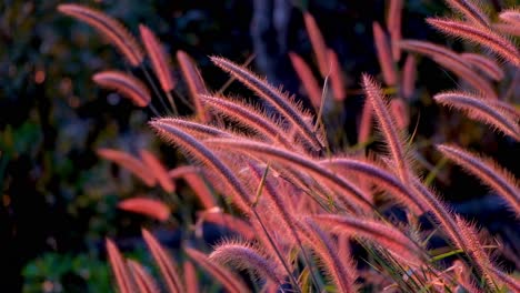 Bright-red-grass-flowers-swaying-in-the-wind--close-up