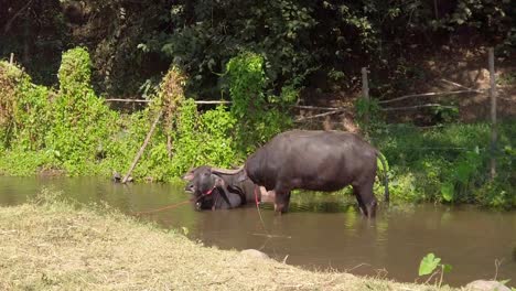 Water-buffalo-drinking-water-from-muddy-brown-flowing-river-with-lush-green-plants