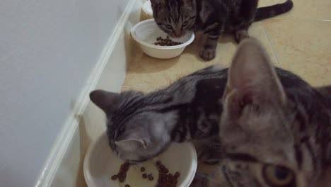 Cute-black-and-brown-pet-kittens-eat-cat-food-from-bowls-lined-up-against-wall