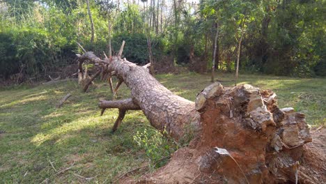 Old-Tree-Trunk-Lying-On-The-Ground-In-Meadows-During-Sunny-Day-In-Thailand