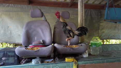 Modern-game-rooster-chicken-stands-on-old-damaged-junk-car-seats-in-junkyard