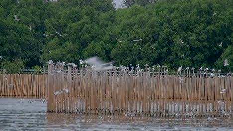 Seagull-flock-landing-on-wooden-pole-post-fishing-trap-area-in-Thailand-ocean-coast