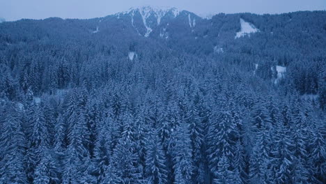 Winter-forest-reaching-mountain-snowy-top,-Alto-Adige,-Dolomites
