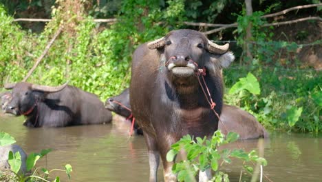 Water-buffalo-looks-around-standing-at-side-of-muddy-brown-river