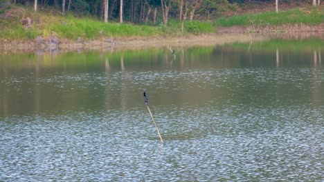 Der-Friedliche-Fluss-In-Thailand-Wacht-über-Einen-Kleinen-Schwarzen-Vogelhintergrund-Mit-üppigen-Grünen-Bäumen-Und-Gras---Weitwinkelaufnahme