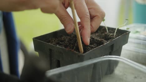 using-a-small-stick-to-loosen-the-soil-pot
