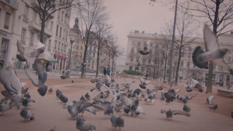 Feral-pigeons-on-street-in-downtown-of-Lyon-France,-slow-motion