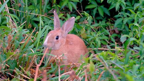 Adorable-brown-rabbit-quiet-on-the-grass--close-up