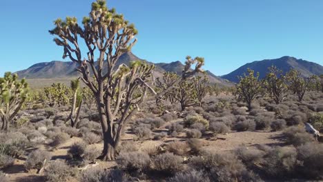 Joshua-Tree-Nationalpark-Wüstenlandschaft,-Yucca-Pflanzen,-Kalifornien