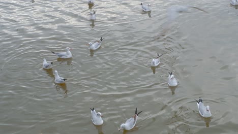 Static-shot-of-flock-of-seagulls-gathering-floating-in-water-looking-for-food