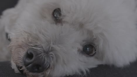 Ruhiger-Weißer-Pudelhund-Mit-Neutralem-Blick-Beim-Atmen