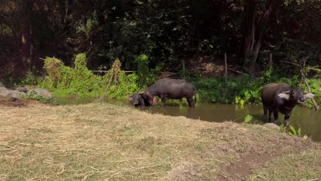 Familie-Von-Büffeln,-Die-Auf-Einem-Ländlichen-Fluss-In-Thailand-Trinken