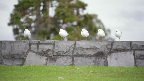 five-birds-standing-in-line-on-the-brick-in-a-park
