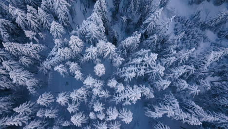Snow-covered-coniferous-forest-trees,-winter-woodland-scenery-aerial-view