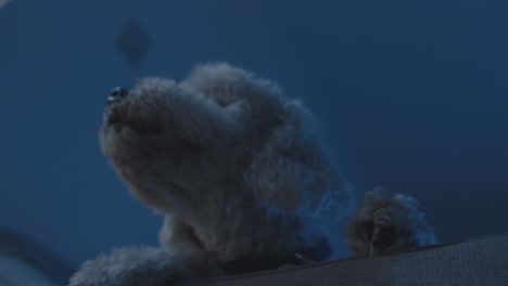 Alert-and-attentive-poodle-poodle-dog-filmed-in-low-angle-at-night-in-his-living-room