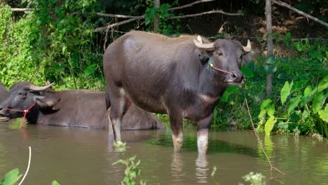 Water-buffalo-with-halter-stands-in-muddy-brown-river-at-farm-near-green-plants