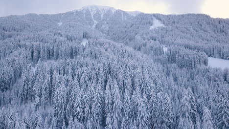 Vast-mountain-forest-in-winter,-forest-trees-in-snow,-wintry-scenic-aerial
