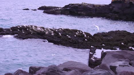 Seagulls-sitting-on-a-rock-by-the-Icelandic-seashore
