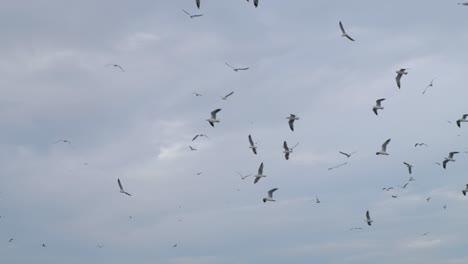 Flock-of-seagulls-gathering-overhead-flying-in-circles-against-dark-sky