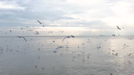 Static-shot-of-large-flock-of-seagull-birds-flying-above-calm-ocean-overcast-day