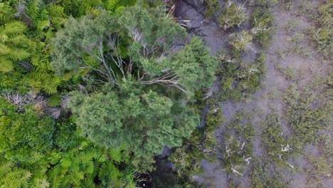 Drohnenaufnahme-Mit-Feuchtgebieten-Und-Wäldern