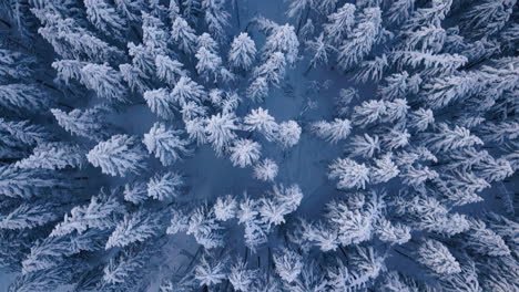 Pristine-coniferous-forest-in-snowy-winter,-frost-on-trees-top-view