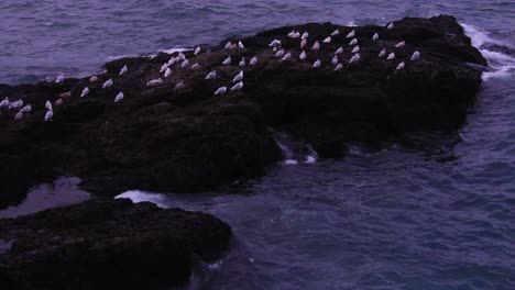 Seagulls-sitting-on-a-rock-by-the-Icelandic-seashore-around-the-roaring-Atlantic-sea,-just-before-a-complete-sunset