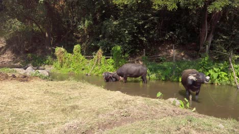 Búfalos-De-Agua-Refrescándose-En-Un-Pozo-De-Agua-Fangoso-En-Un-Día-Caluroso-En-Una-Granja-Rural-En-Tailandia---Tiro-Medio