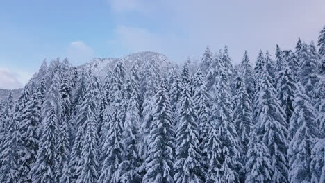 Mountain-top-behind-tall-spruce-trees,-snowy-winter-forest-wild-beauty