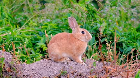 Cute-brown-rabbit-bunny-on-gravel-rocks-among-green-plants-and-flowers-static-shot