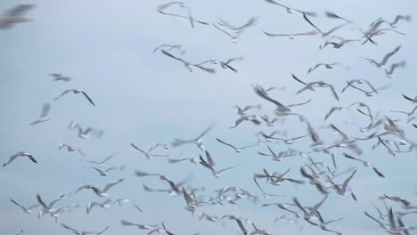 Widespread-Wings-Of-Flying-Birds-Against-Blue-Sky-During-Summer-In-Thailand