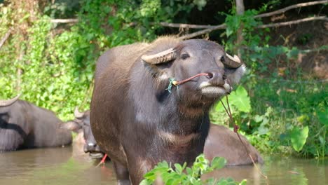 Wasserbüffel-Stehend,-Während-Andere-Körper-An-Einem-Sonnigen-Tag-In-Thailand-Auf-Dem-Wasser-Im-Fluss-Untergetaucht-Sind