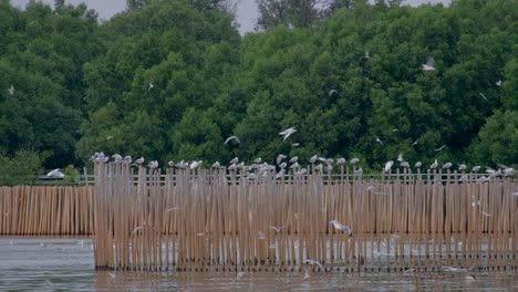 Flock-Of-Seagulls-Flying-And-Sitting-On-Wooden-Poles-Of-Fish-Fence-In-Thailand