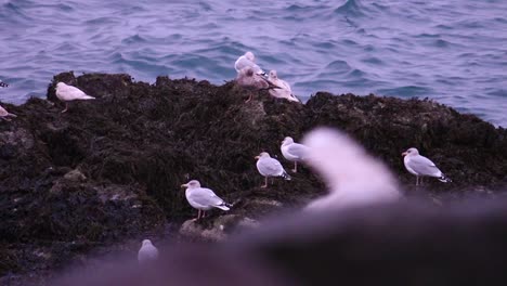 Seagulls-close-up