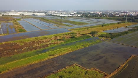 Aerial-flight-over-flat-rice-paddy-farm-fields-in-Thailand-outside-urban-city