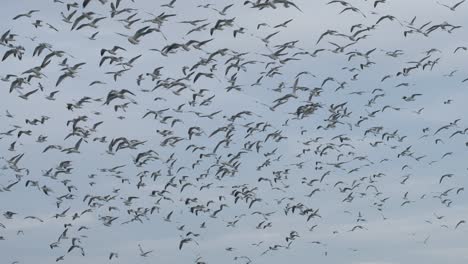 Large-flock-of-seagull-birds-flying-in-flight-murmuration-at-dusk-against-blue-sky