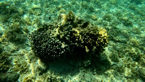 Unterwasseransicht-Der-Steinkorallen-Vom-Meeresboden-Mit-Einer-Schönen-Reflexion-Der-Sonnenstrahlen-Von-Oben