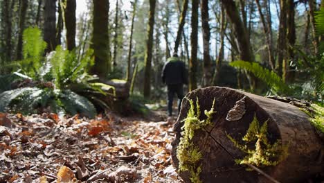 Man-walking-in-a-forest-with-log-in-foreground-in-focus-and-ferns-in-background