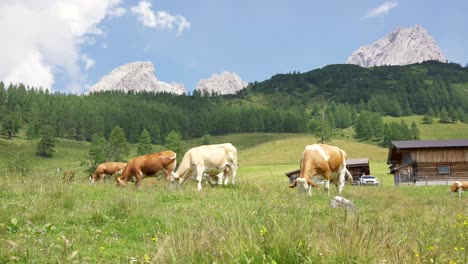 Vacas-Pastando-En-Los-Hermosos-Alpes-Austriacos