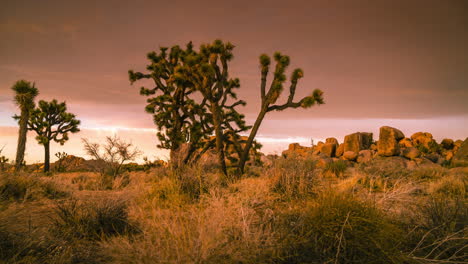 Ein-Malerischer-Blick-Auf-Den-Dramatischen-Goldenen-Sonnenuntergang-Mit-Bunten-Wolken-über-Den-Joshua-bäumen-Im-Nationalpark,-Kalifornien,-Usa---Zeitraffer