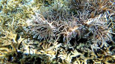 Vista-Submarina-De-Corales-Blandos-En-La-Parte-Superior-De-Corales-Duros-En-Arrecifes-De-Oslob-Cebu,-Filipinas