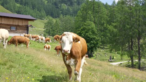 Vaca-Caminando-Hacia-La-Cámara-En-Un-Prado-En-Los-Alpes-Austriacos