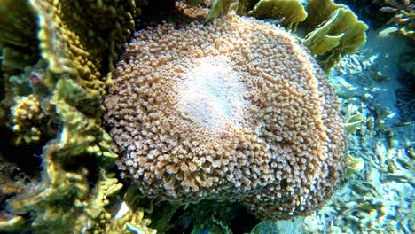 Unterwasseransicht-Nahaufnahme-Von-Weichkorallen,-Die-Sich-Langsam-In-Harte-Steinkorallen-Verwandeln