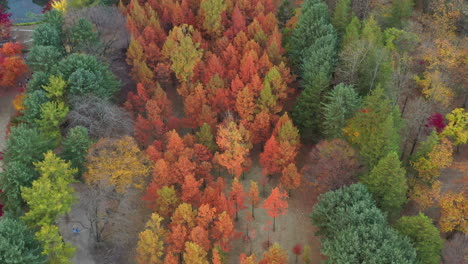 Colorful-autumn-forest-on-Nami-island,-South-Korea