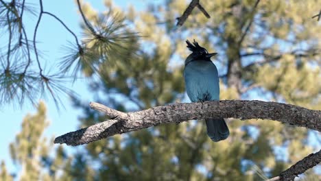 Slow-motion-Close-up-of-a-gorgeous-Steller's-Jay-bird-sitting-on-a-branch-curiously-looking-at-the-camera-and-shaking-it's-feathers-located-in-gorgeous-Bryce-Canyon,-Utah